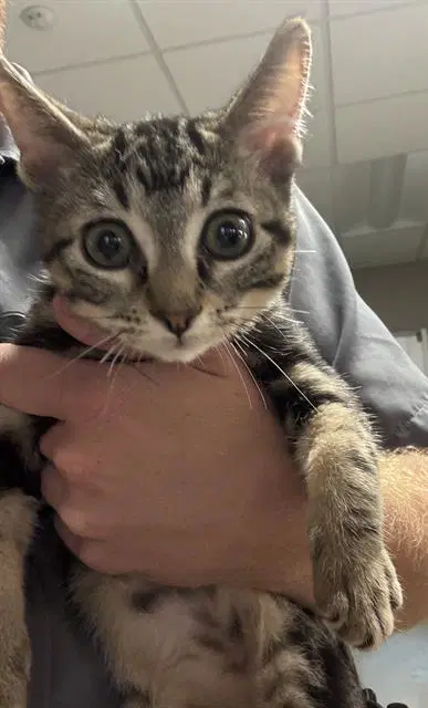 Crue - Domestic Short Hair