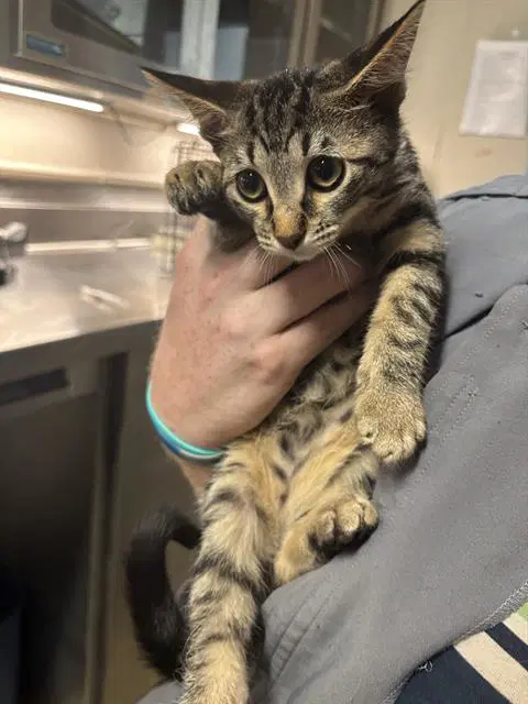 Motley - Domestic Short Hair