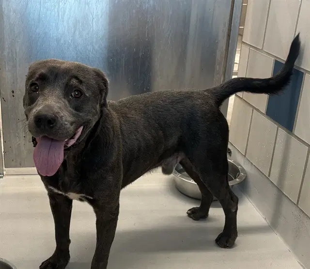 Tank - American Staffordshire Terrier