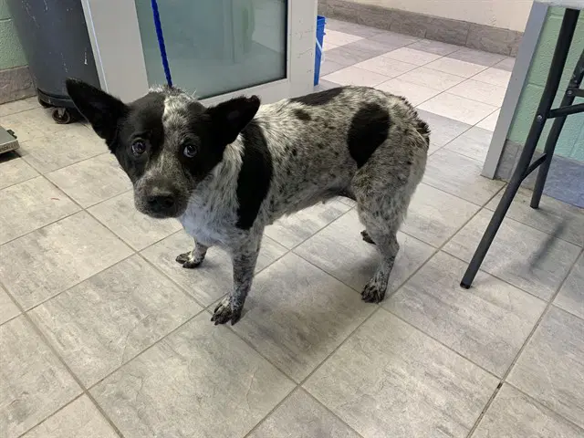 Pulgita - Australian Shepherd