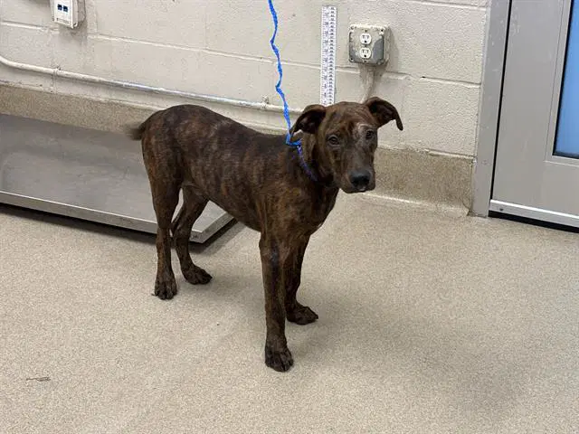 Lorax - American Staffordshire Terrier