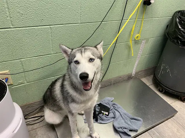 Molly - Siberian Husky