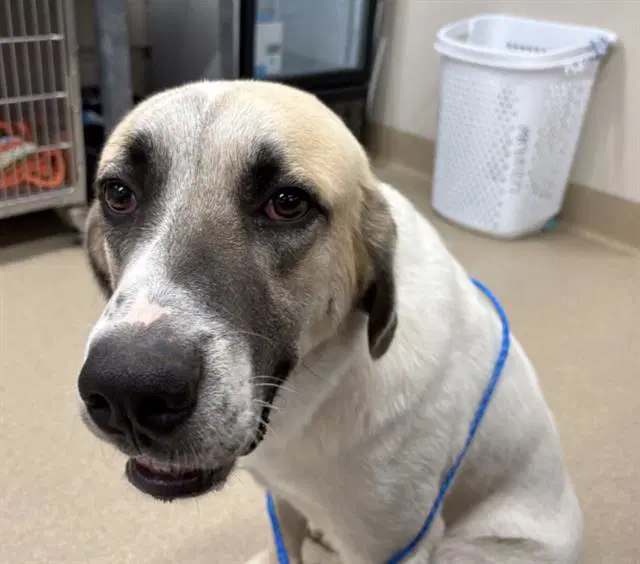Sasquatch - Anatolian Shepherd