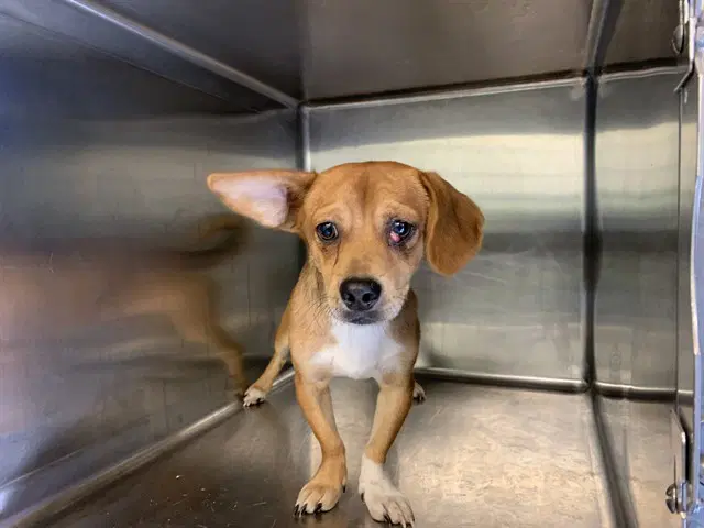 Toast - Chihuahua