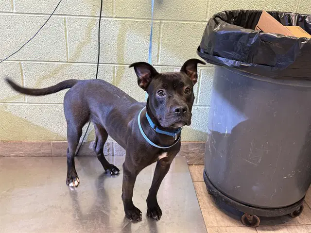 Macy - American Staffordshire Terrier