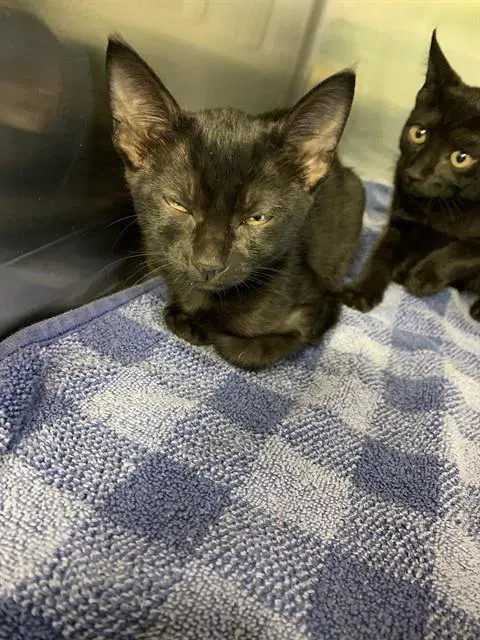Rapunzel - Domestic Short Hair