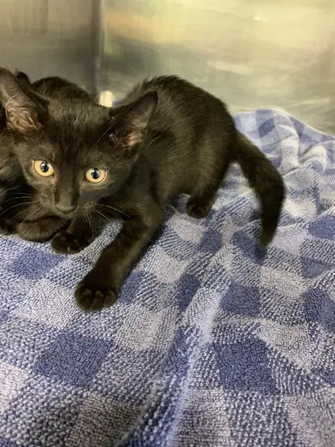 Petunia - Domestic Short Hair