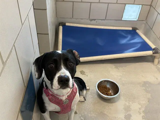 Belldasha - Border Collie