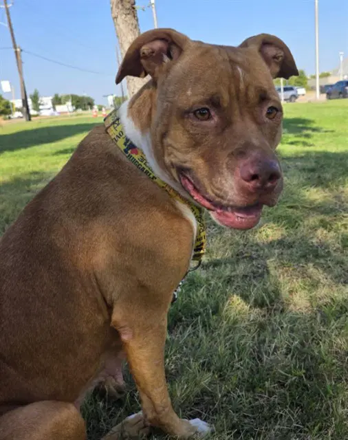 Patsy - American Staffordshire Terrier