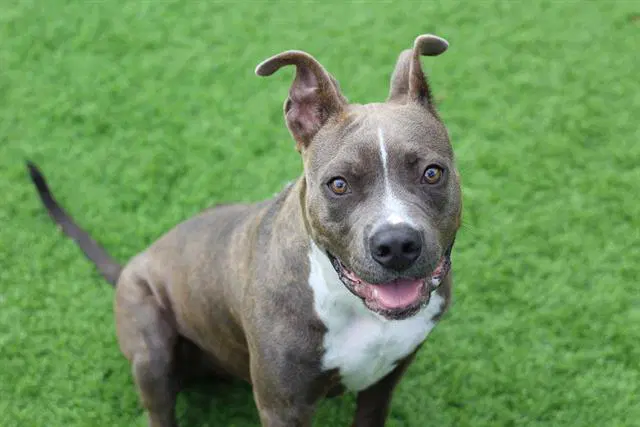 Dobby - American Staffordshire Terrier