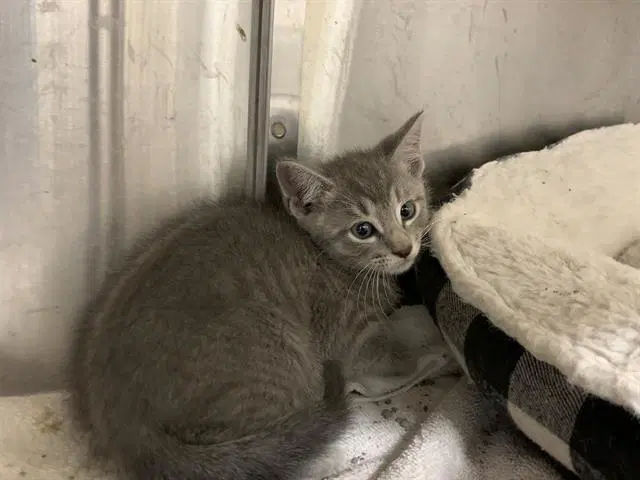 Beck - Domestic Short Hair