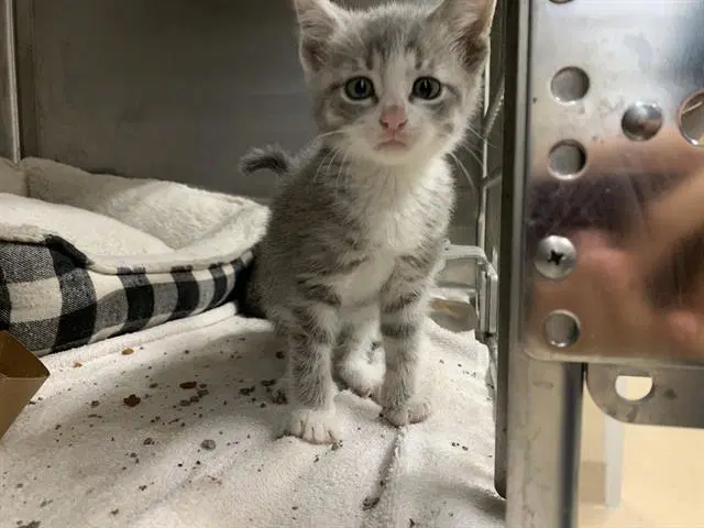 Tori - Domestic Short Hair