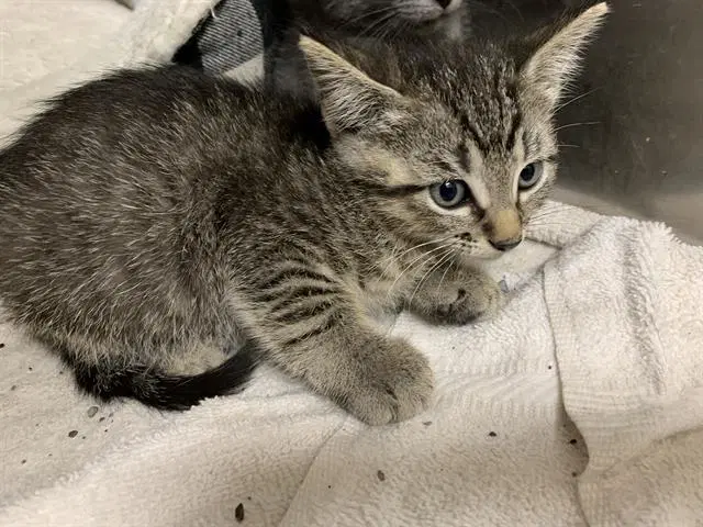 Jade - Domestic Short Hair