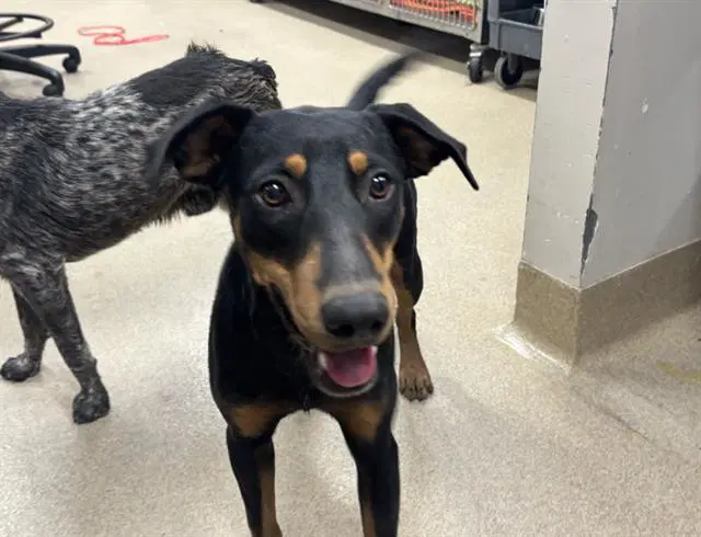 Sarah - Doberman Pinscher