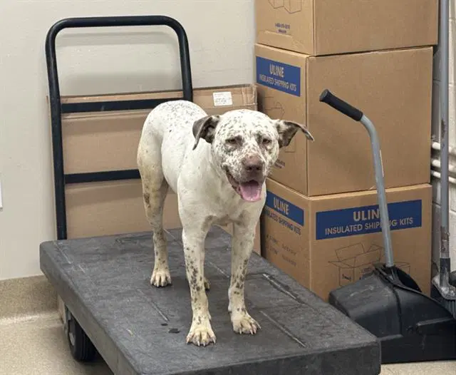 Andrea - Australian Cattle Dog/Blue Heeler