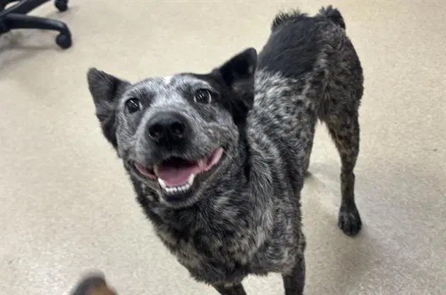 Hammy - Australian Cattle Dog/Blue Heeler