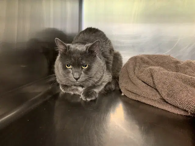 Inosuke - Domestic Short Hair