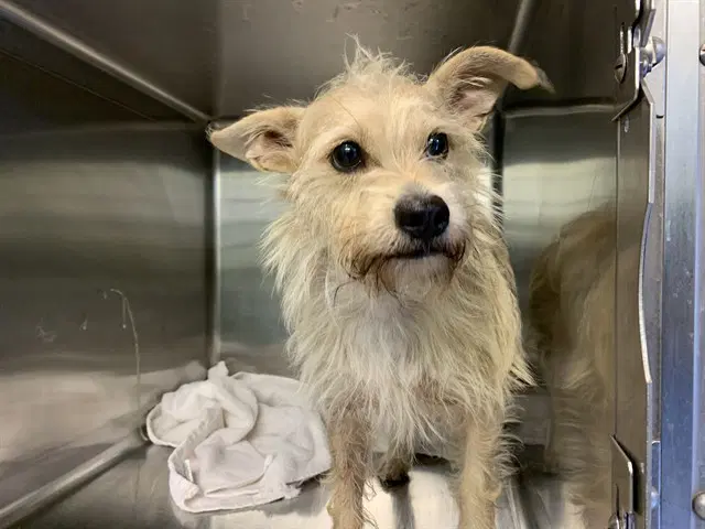 Terracotta - Terrier