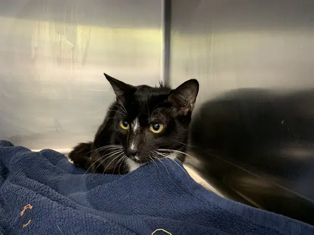 Luc - Domestic Short Hair