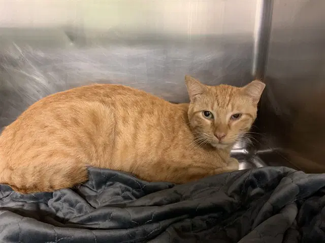 Chris - Domestic Short Hair