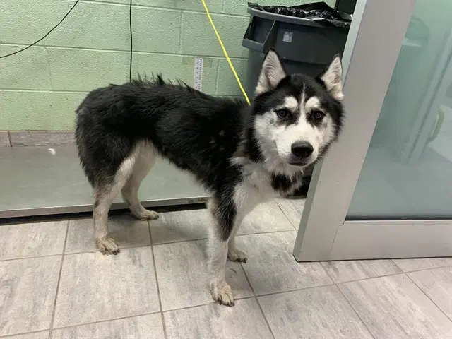 Kyle - Siberian Husky