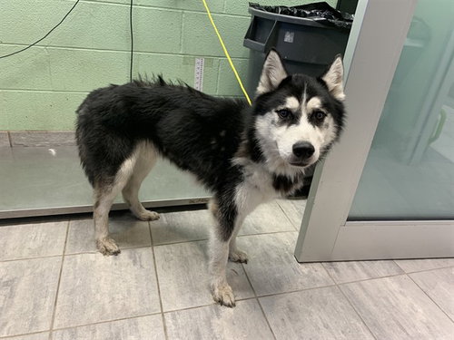 KYLE, a dog for adoption from Grand Prairie Animal Services