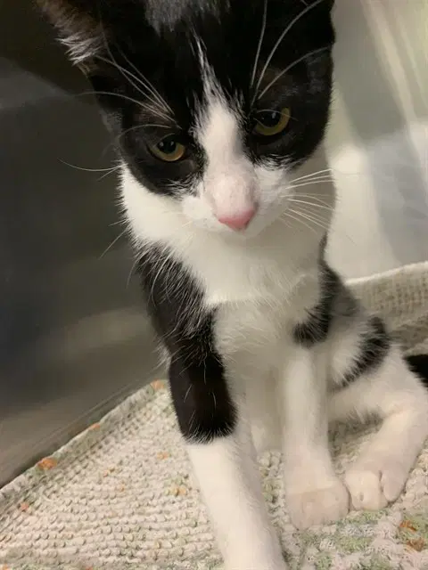 Mitchell - Domestic Short Hair