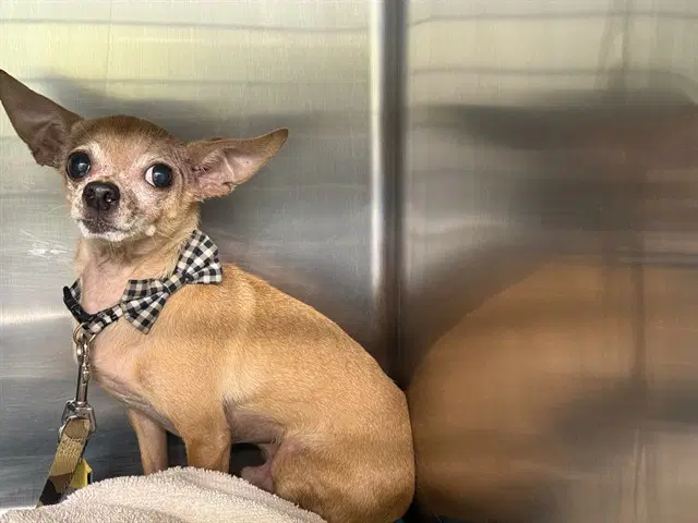 Deebo - Chihuahua