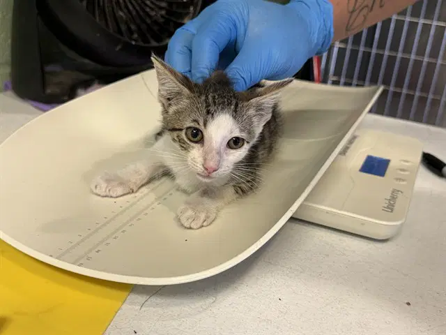 Toodles - Domestic Short Hair