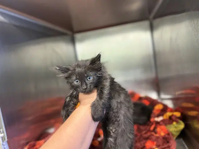 Raymond - Domestic Short Hair