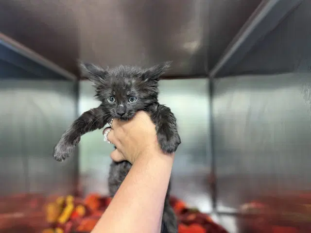 Starlight - Domestic Short Hair