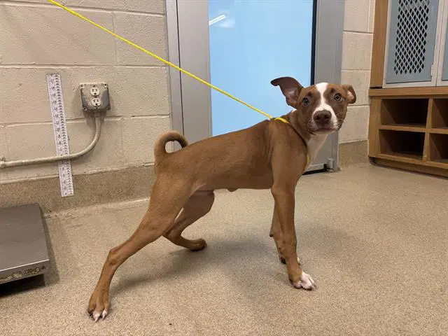 Busch - American Staffordshire Terrier