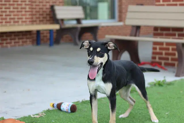 Elmo - American Staffordshire Terrier