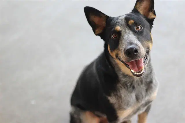 Dundee - Australian Cattle Dog/Blue Heeler