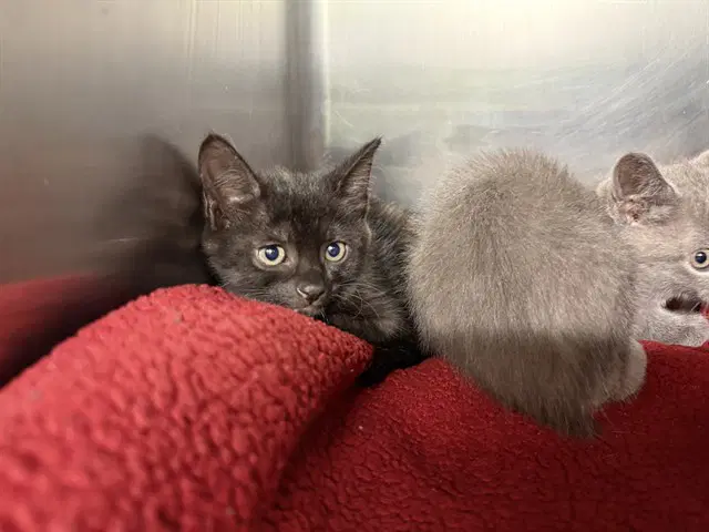 Tart - Domestic Short Hair