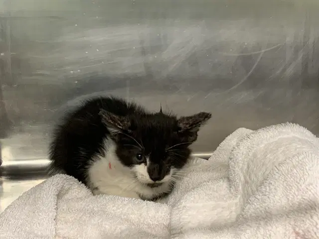 Sparrow - Domestic Short Hair