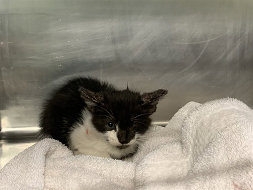 SPARROW, a cat for adoption from Grand Prairie Animal Services