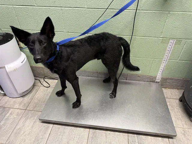 Carmelo - German Shepherd Dog
