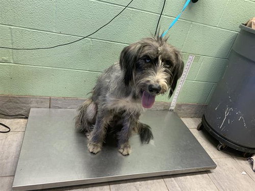 CHISPITA, a dog for adoption from Grand Prairie Animal Services