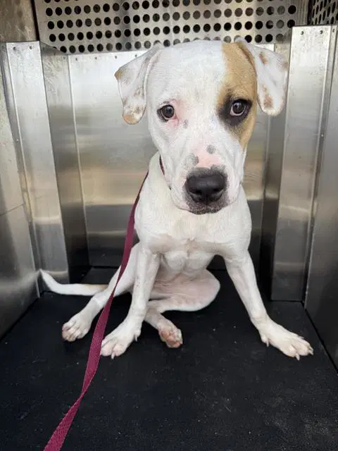 Ms Frizzle - American Staffordshire Terrier