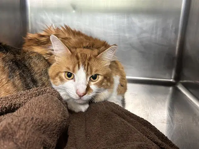 Garfield - Domestic Short Hair