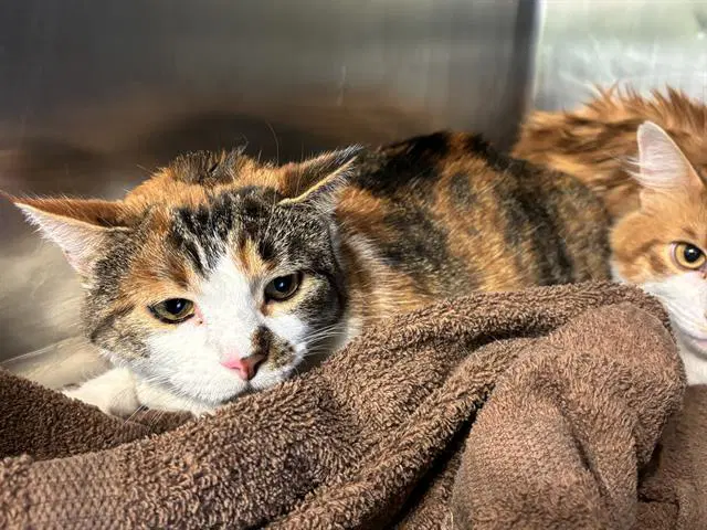 Autumn - Domestic Medium Hair