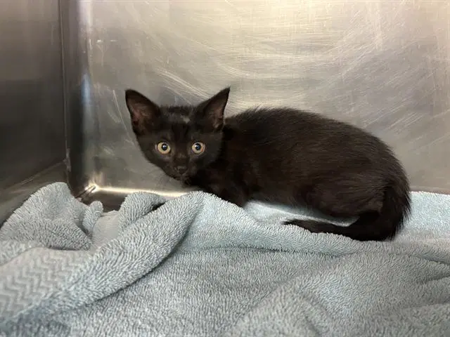Howdini - Domestic Short Hair