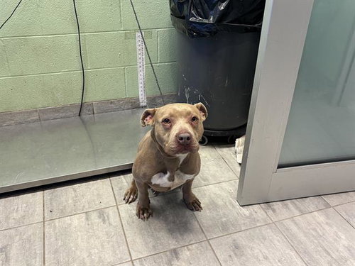 LILLY, a dog for adoption from Grand Prairie Animal Services