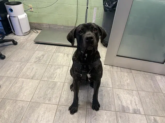 Bangout - Cane Corso Mastiff
