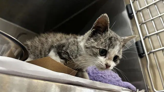 Cinderelly - Domestic Short Hair