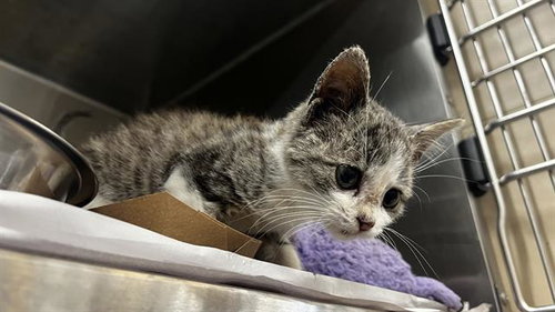 CINDERELLY, a cat for adoption from Grand Prairie Animal Services