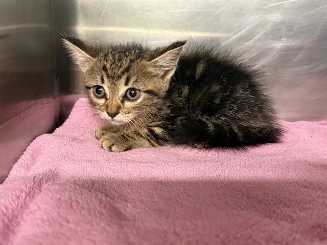 Mia - Domestic Short Hair