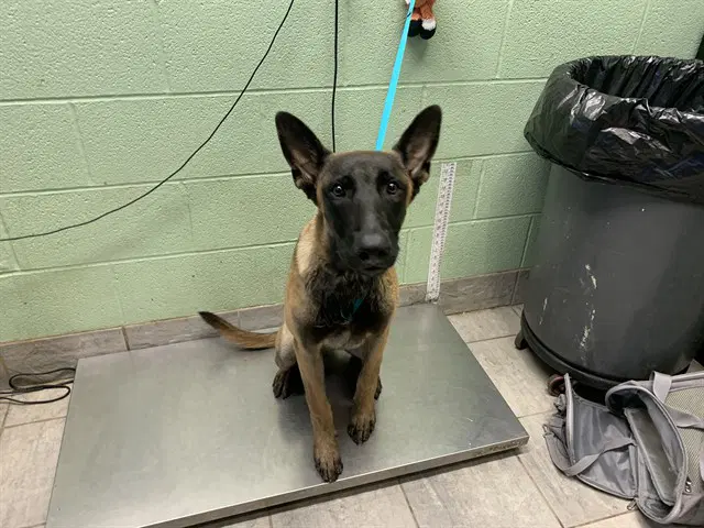 Joel - Belgian Shepherd Malinois