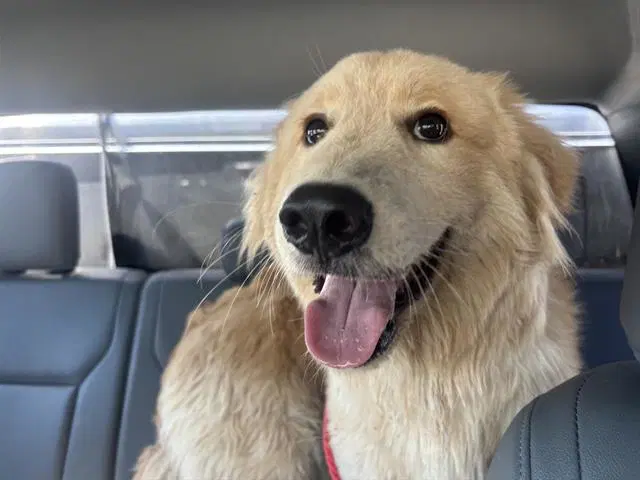 Chip - Golden Retriever